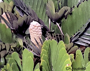 Zamia furfuracea fructification