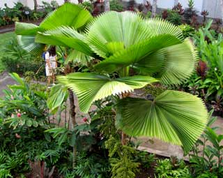 Honolulu Airport, Oahu, Hawaii