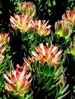  Mimetes near Fish Hoek