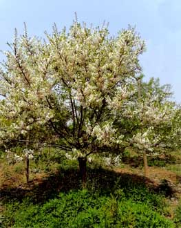 Xanthoceras sorbifolium