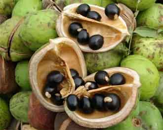 Xanthoceras sorbifolium