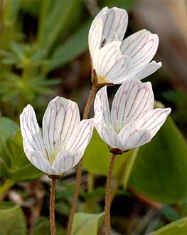 Oxalis acetosella 