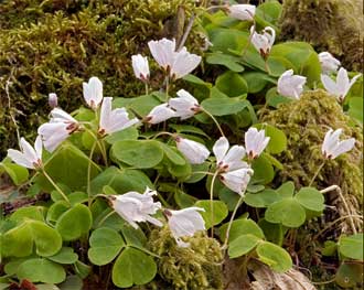 Oxalis acetosella May 2, 2005 - Slovenia
