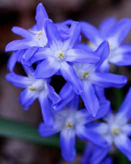 Chionodoxa sardensis en mars