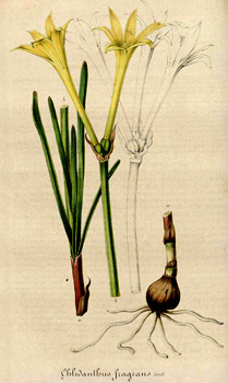 Chlidanthus fragrans