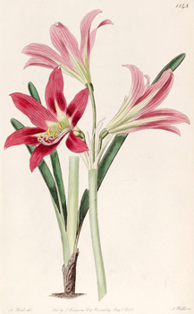 Rhodophiala bifida