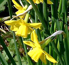 Narcissus 'Carlton'