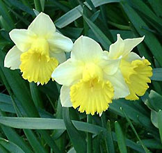 Narcissus  'Ellen'