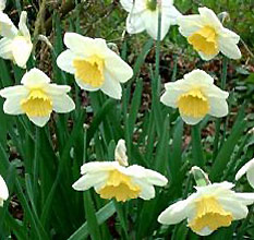 Narcissus 'Fragrant Breeze'