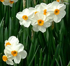 Narcissus 'Geranium'