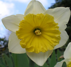 Narcissus 'Goblet'