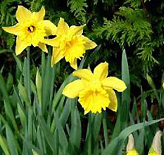 Narcissus 'Golden Harvest'