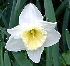 Narcissus 'Ice Folies'