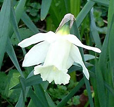 Narcissus 'Mount Hold'