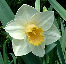 Narcissus 'Salomé'