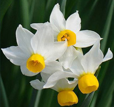Narcissus canaliculatus