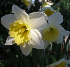Narcissus 'Green Pearl'