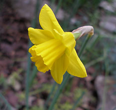 Narcissus jonquilla