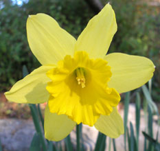 Narcissus 'Spell Binder'