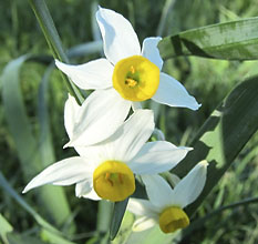 Narcissus tazetta italicus