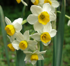 Narcissus tazetta