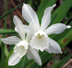 Narcissu triandus  'Thalia'