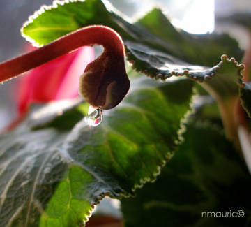 Cyclamen persicum