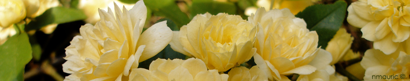 Rosa banksiae 'Lutea' courant avril