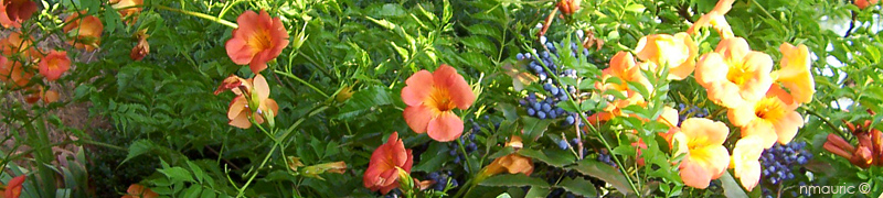 Campsis grandiflora