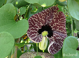 Aristolochia elegans