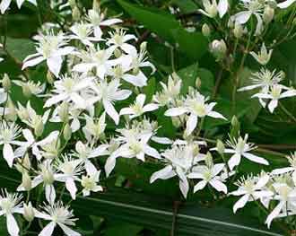 clematis terniflora