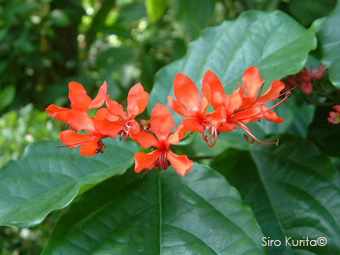 Clerodendrum splendens