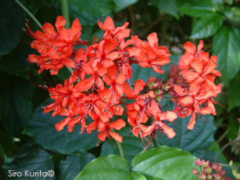 Clerodendrum splendens 
