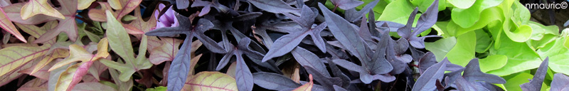Ipomoea batatas 'Margarita' 'Blackie' et 'Bronze''