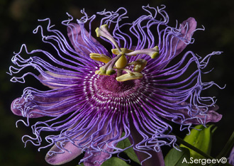 Passiflora amethystina