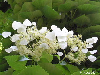 schizophragma' hydrangeoides