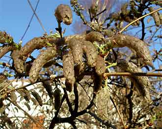 Wisteria venusta bourgeons floraux
