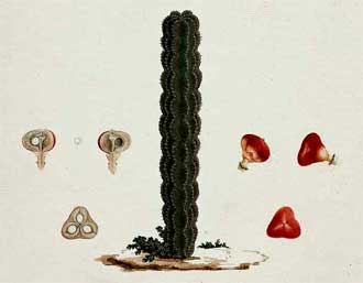 Euphorbia abyssinica