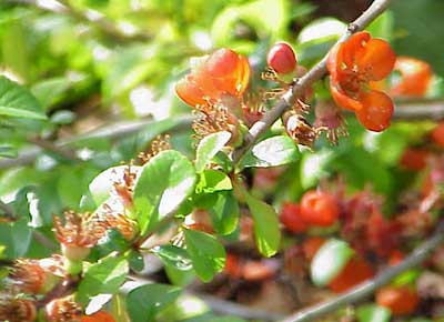 chaenomeles japonica