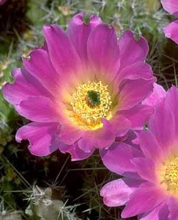 Echinocereus blanckii