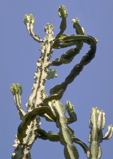 Euphorbia abyssinica
