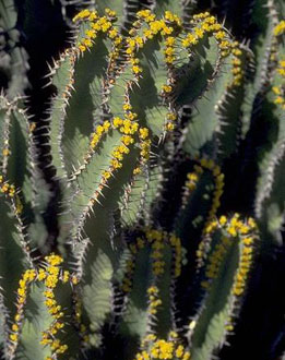Euphorbia coerulescens