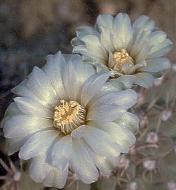 Gymnocalycium denudatum