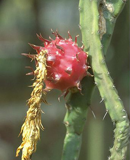 Harrisia guelichii