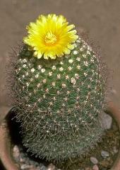 Parodia thionantha