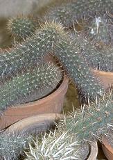 Stenocereus eruca