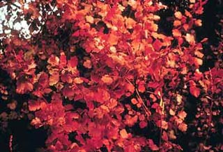  rhus aromatica