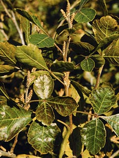 rhus aromatica
