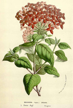 Bouvardia cv oriana