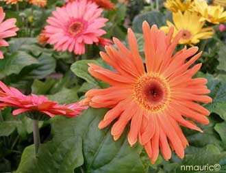 Gerbera jamesonii